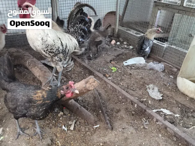 دجاج فيومي شبابي بيور