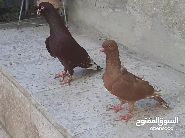 حمام للبيع