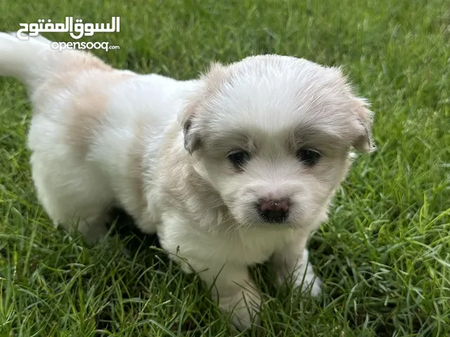 Adorable/Rare Shitzhu-Husky For Adoption