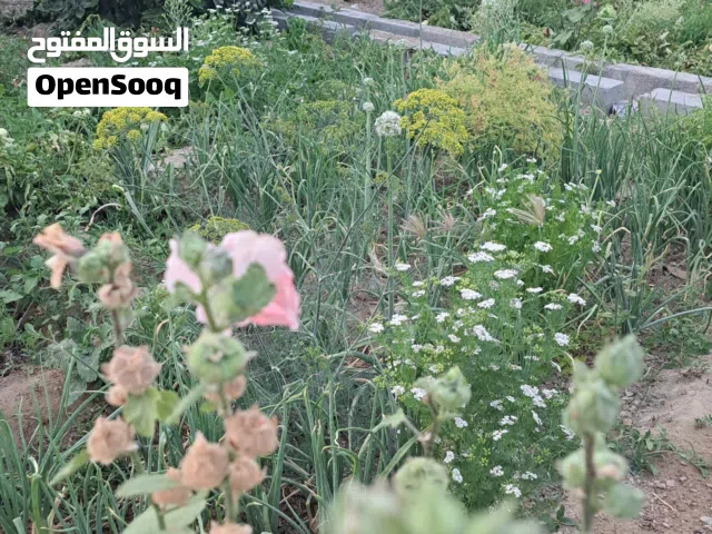 مطلوب غزلان صغيره