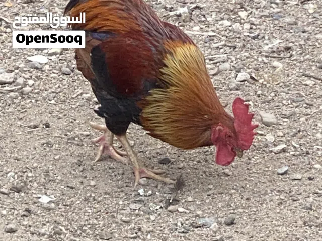 ديوجة للبيع