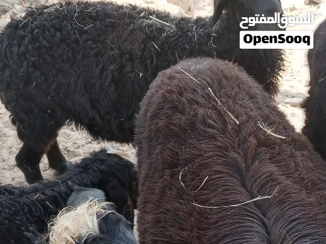 للبيع جاعده