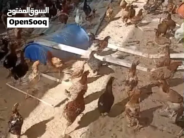 دجاج تربيه بياض