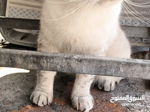 قطة للبيع موجود تخفيض