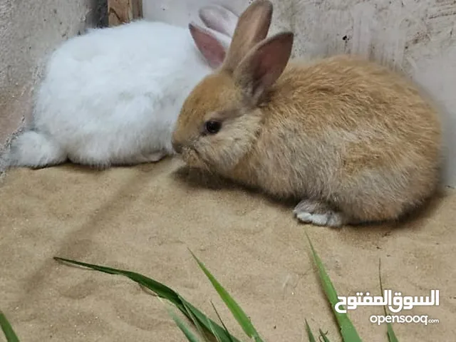 ارانب هولندية للبيع