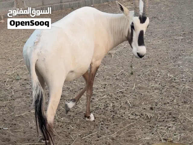 ذكر المهاء العربي