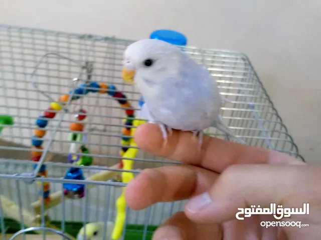 3 مخاليف حب اليفات و انثى شغاله لسه حاطه بيض امبارح