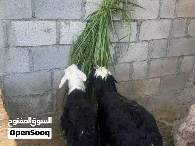 كبش و حملة