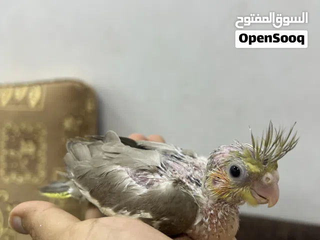 فرخ كوكتيل كريمي