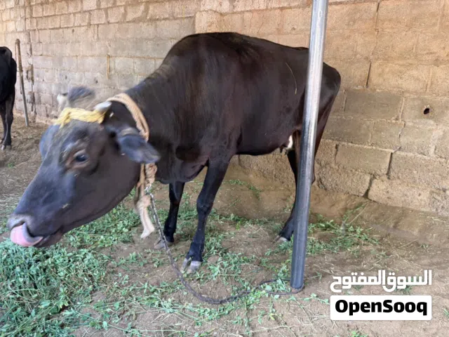 2 بقرتان للبيع