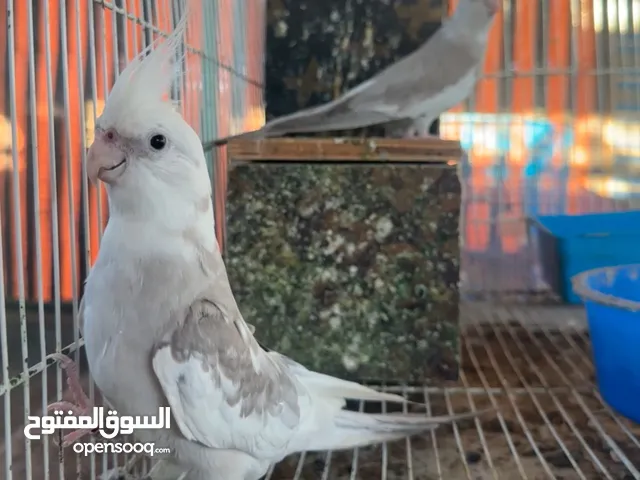 عاجل زوج كوكتيل