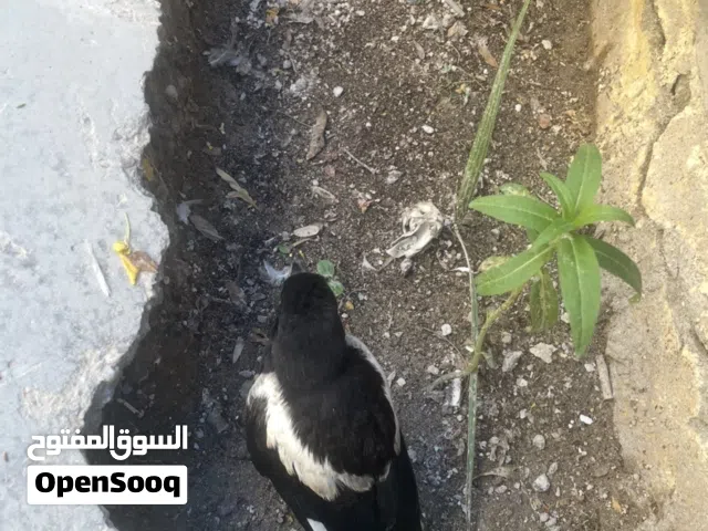 غراب فصيلة عكعك ذكي ومدرب وأليف
