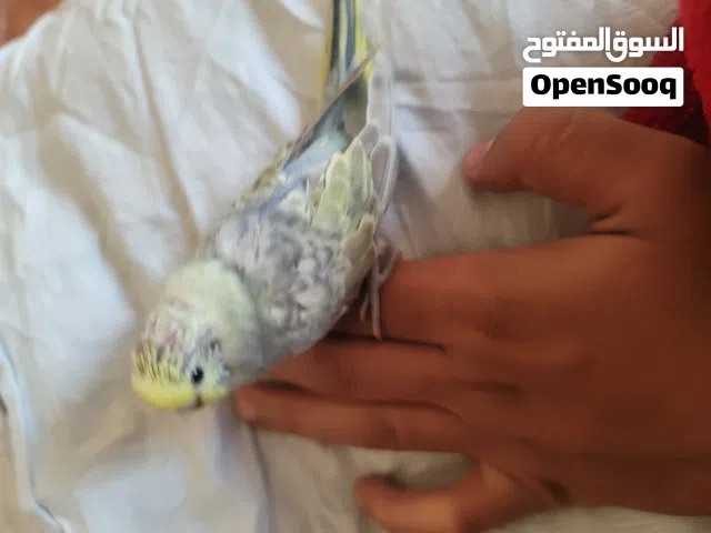 عصفور البادجي اليف انثى لون رمبو  السعر 3000ريال يمني