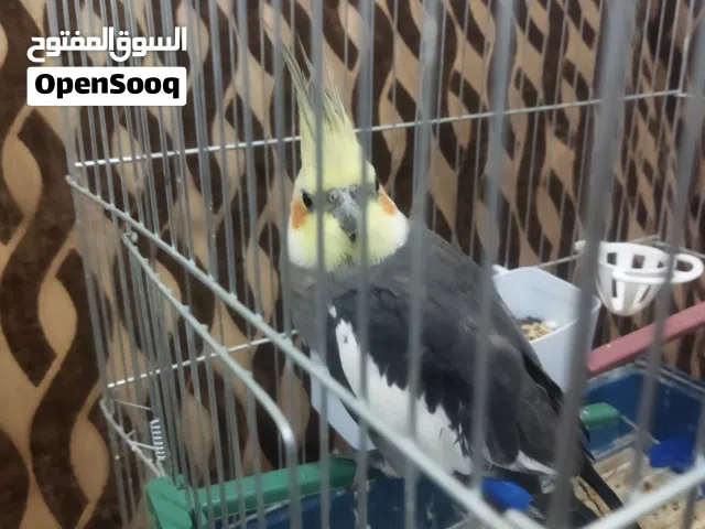 عصفور كوكتيل مروض ومدرب علا اليد مطلوب فيه مع القفص 40دينار وفي مجال الموقع مادبا