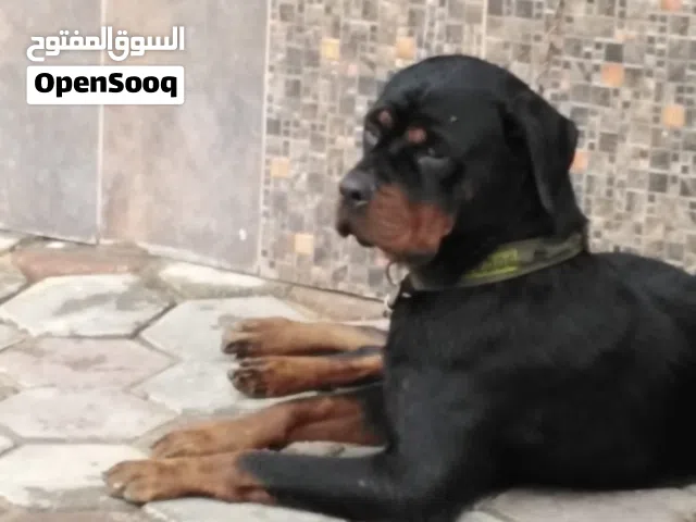بسم الله مشاء الله نتايه روت ويلر عمر سنتين
