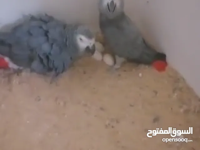 السلام عليكم كوبيه تبارك الله أقرا الوصف