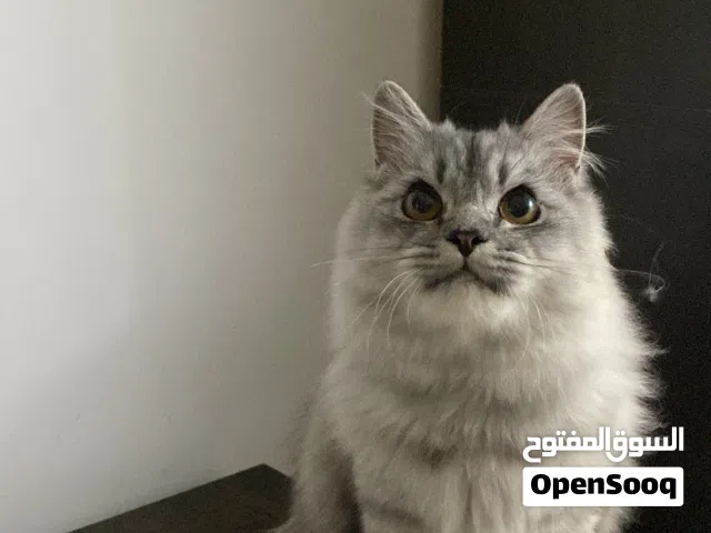 قط ذكر للبيع شيرازي