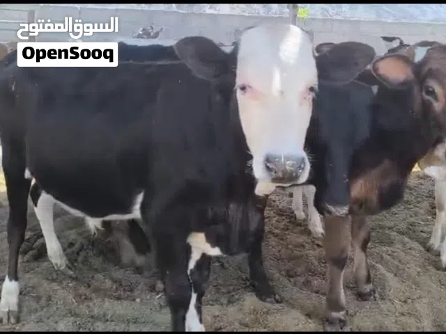 ثيران ظفاريات مطعومات 5 أشهر وابقار هولاندية