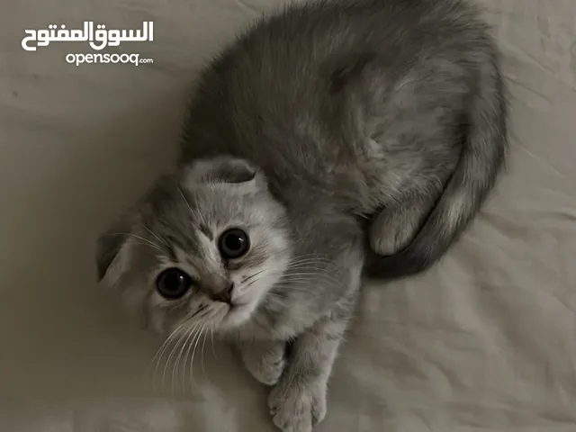 : قطوة Scottish Fold عمر شهرين لون رمادي فاتح