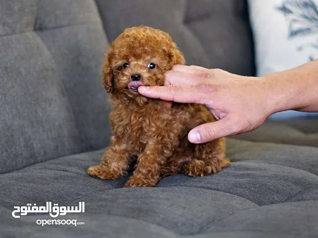 Pure breed Toy Poodle puppies