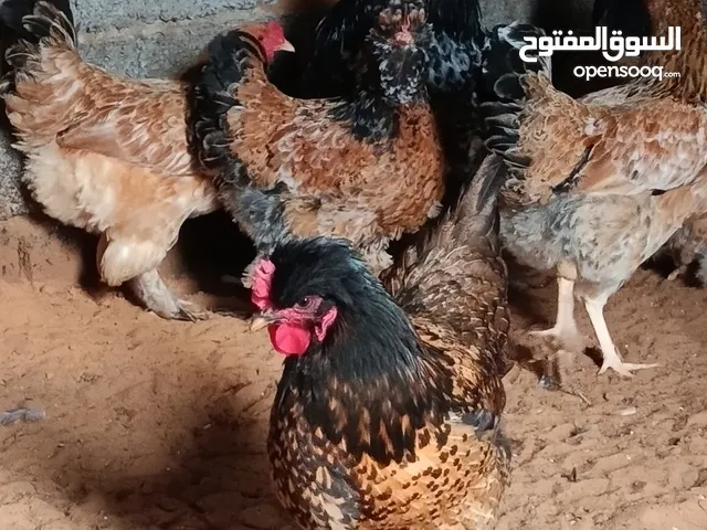 دجاج هجين على البراهما