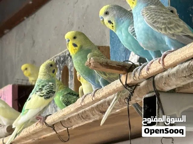 طيور حب للبيع