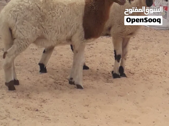 زوز إفطايم برقاويات عمرهم 3شهور ونص إفطايم ماشاء الله لا قوة إلا بالله خاليات من جميع العيوب سعر الو
