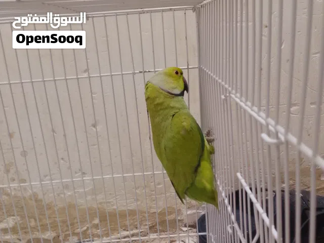 للبيع او للمراوس