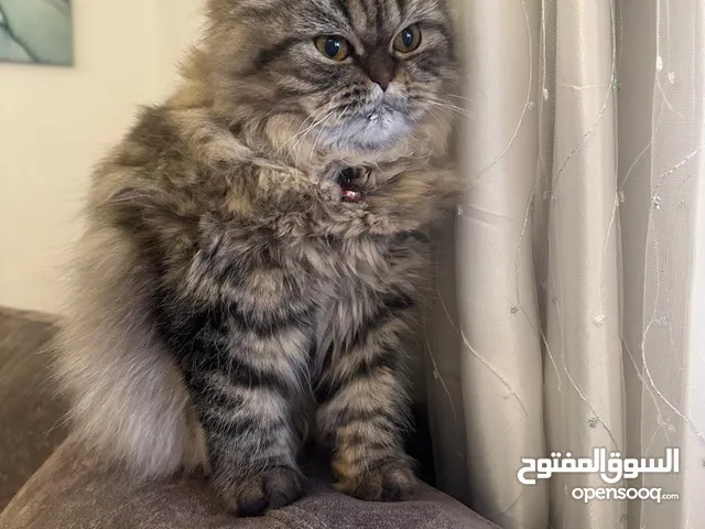 قطة انثى للتبني