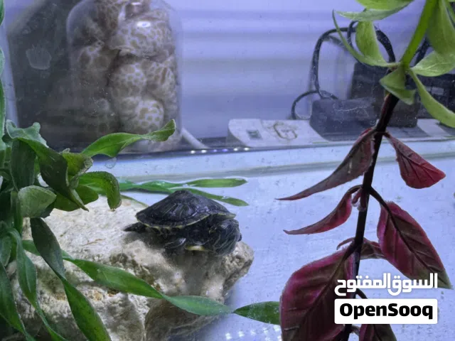 Pet Turtle