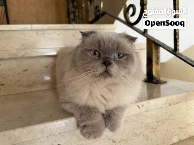 ذكر لتزاوج male for mating