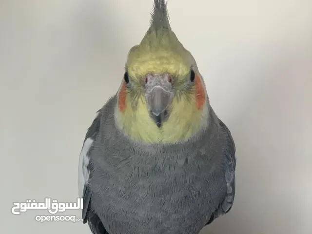 ببغاء كوكتيل أليف جدا هدد داخلي بسعر مناسب