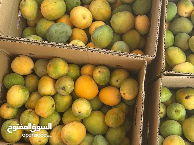 مانجو اصناف خارجية انتاج محلي للبيع