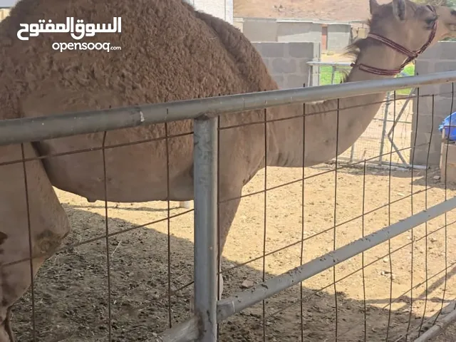 بكرة مفرودة ما مركوضة