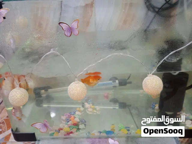 سماك زينه الوان