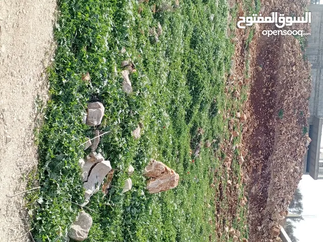 منطة تل الهوا فوق المساكن الشعبيه