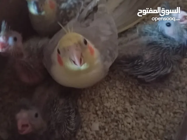 فراخ كنار وفراخ كوكتيل للبيع