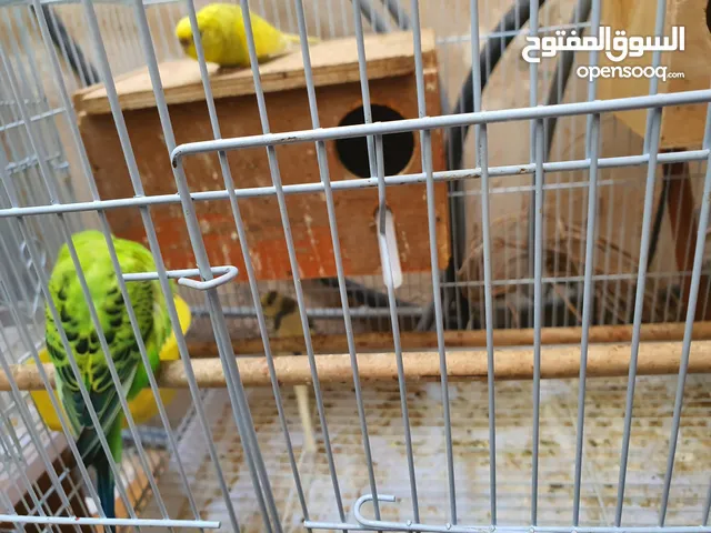 lovebirds with Cage for sale