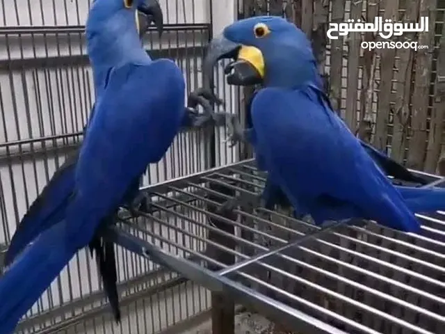 Related pair of hyacinth macaws. They are tested and confirmed in good health condition. DNA tested.
