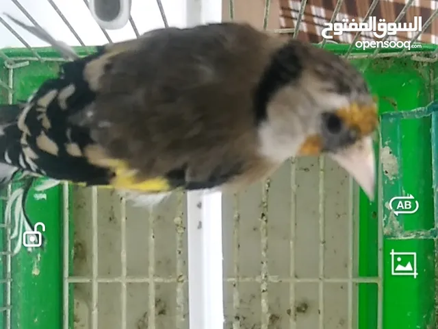 انثى حسون برشا للبيع ترابي محجله فرخه عش