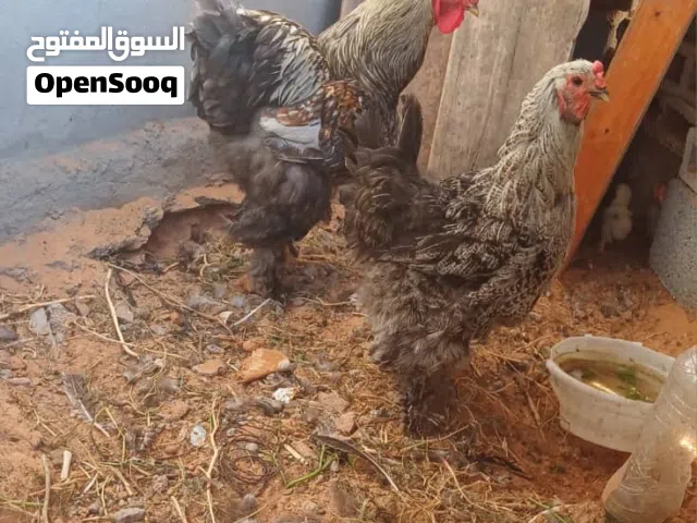 دجاج براهما درجة اولى