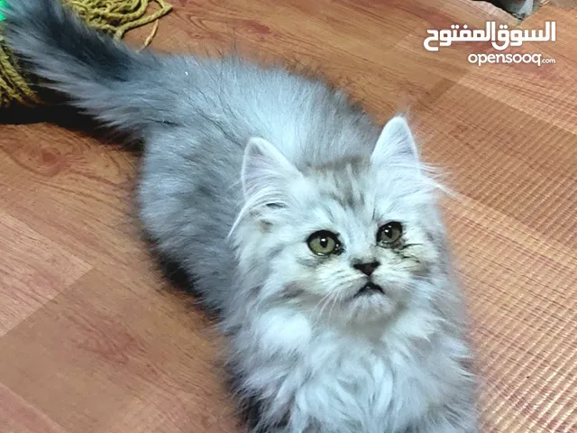 ذكر شيرازي بيور لعوب وحبوب