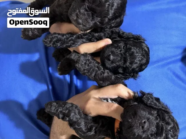 كلاب بودل حلتهم ماشاء الله