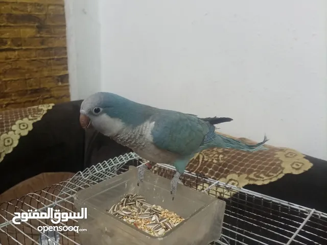 ببغاء كويكر آليف متكلم لون مميز أزرق بسعر مغري معه قفص وأكل بقلد أصواط ونغمات كثير بدك فيديوهات موجو