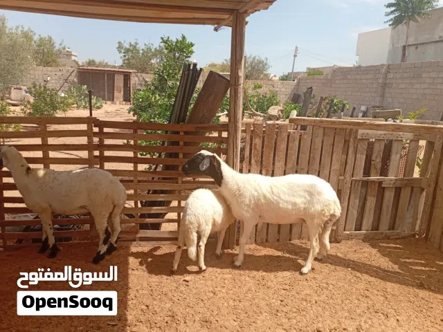 نعجه ولدا حوليا ومعها بركوسه