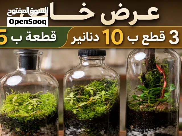 اجعل بيتك مميز ب تيراريوم