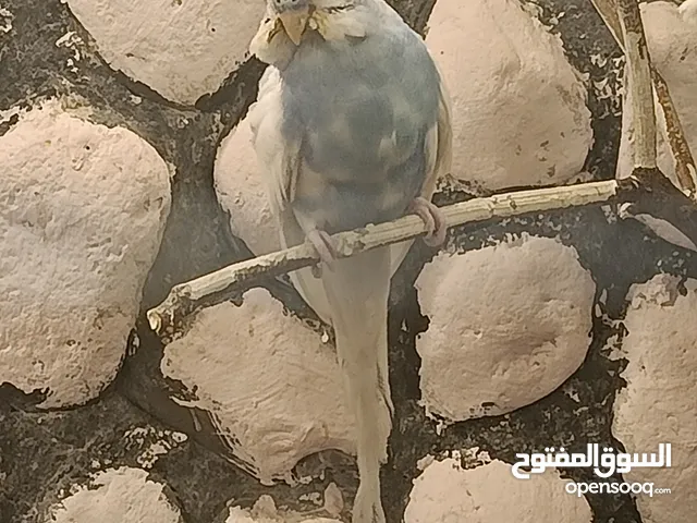 ذكور حب للبيع او بدل