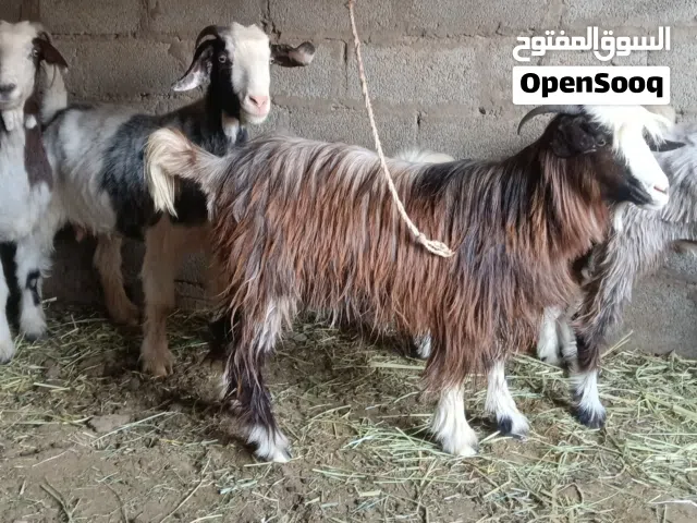 غنم سمان ذبايح او تربيه حلال طيب العدد 4 رواس + جدايا 2 سمان فول