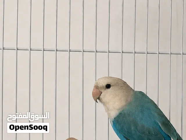 بغباء روز انثى
