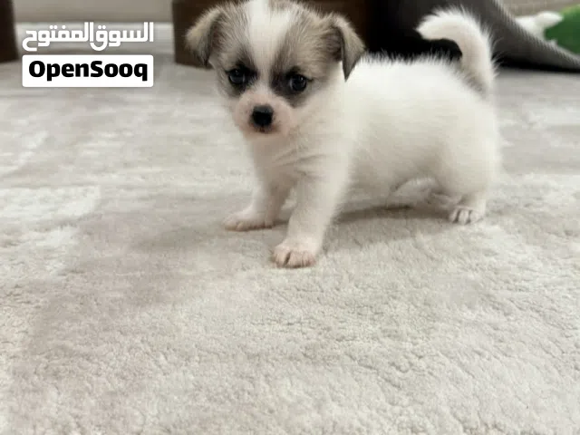Premium Chihuahua Puppies  UAE Delivery  جراء شيواوا مميزة وصغيرة الحجم